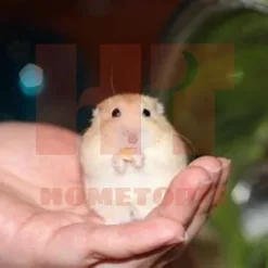 Winter White Hamster