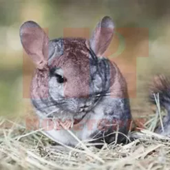 Chinchilla