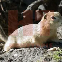 Richardson’s Ground Squirrel
